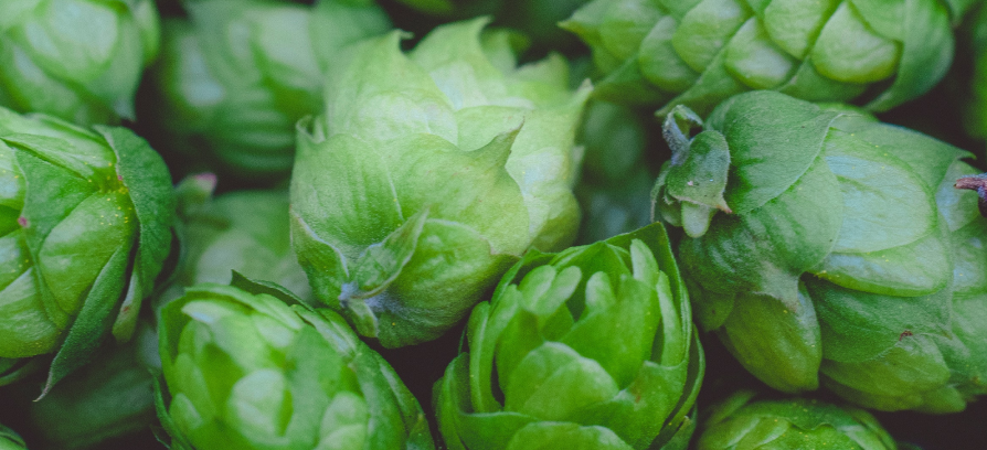 Plante pour dormir houblon