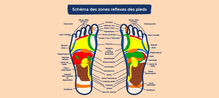 Réflexogie plantaire