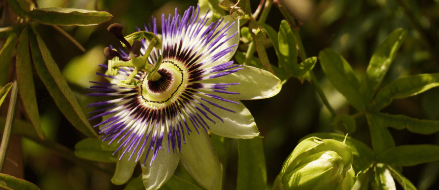 Plante pour dormir passiflore