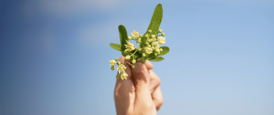 Plante pour dormir tilleul