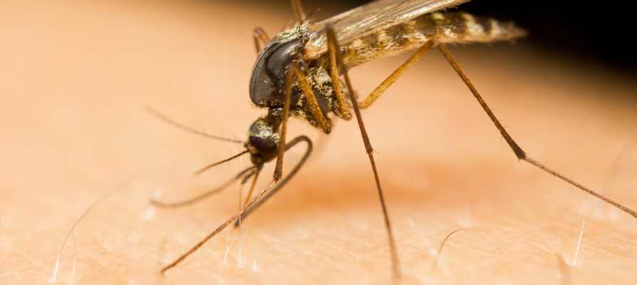 Comment se protéger des piqûres de moustique la nuit ou trouver le sommeil quand le mal est fait ? Le mag du sommeil vous dit tout