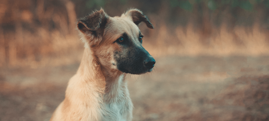 Pour lutter contre les punaises de lit faites appel à la détection canine