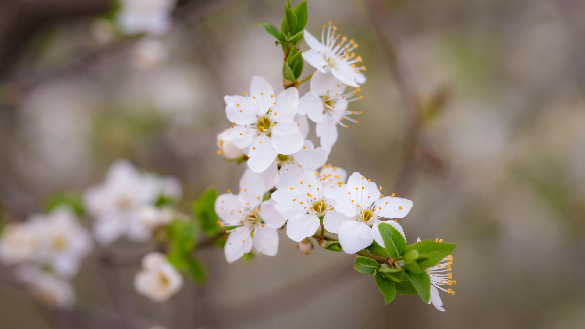 Comment utiliser la fleur d’oranger contre les insomnies ?