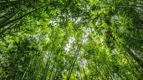 Connaissez vous le textile issu du bambou ? Découvrez les propriétés anti-acariennes et la douceur de cette matière !