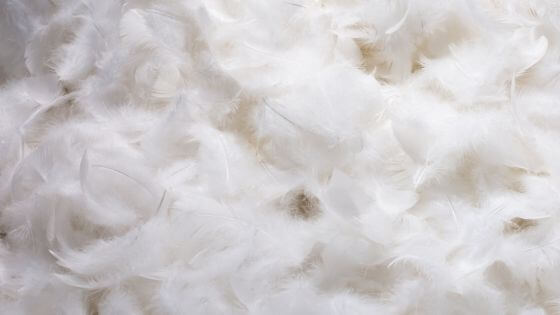 duvets