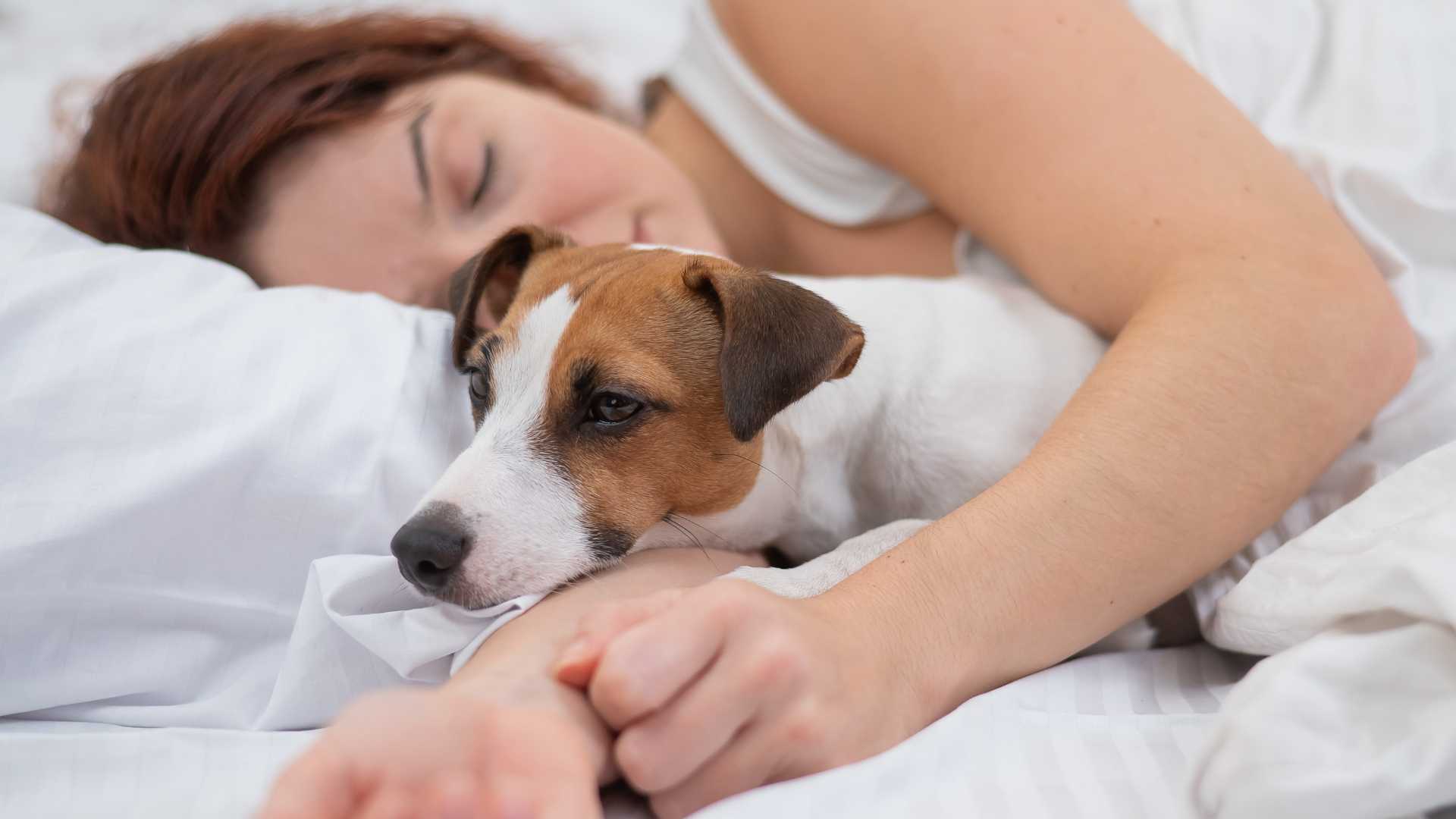 Est-il bon de dormir avec son animal de compagnie ?