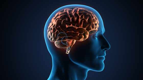 Grâce à la chronobiologie et à la compréhension de notre rythme biologique,il devient possible de tirer partie de notre rythme biologique pour être plus efficace dans nos activités.