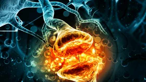 La chronobiologie désigne l'étude des rythmes biologiques dans l'organisme