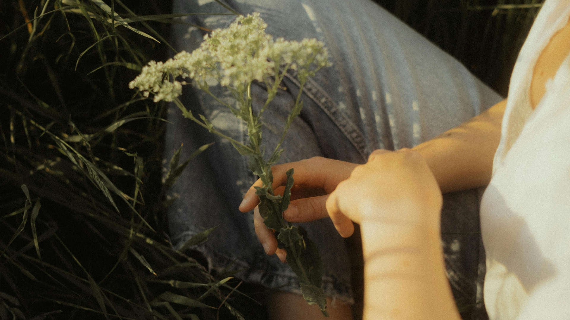 La reine de pré : une fleur sauvage qui vous aide à mieux dormir