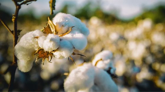 Le coton : la valeur sure pour des textiles tout doux !