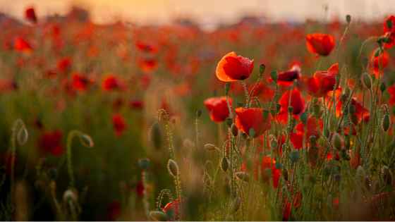 le pavot de californie est de la même famille que le coquelicot, il est utilisé en médecine douce pour favoriser le sommeil