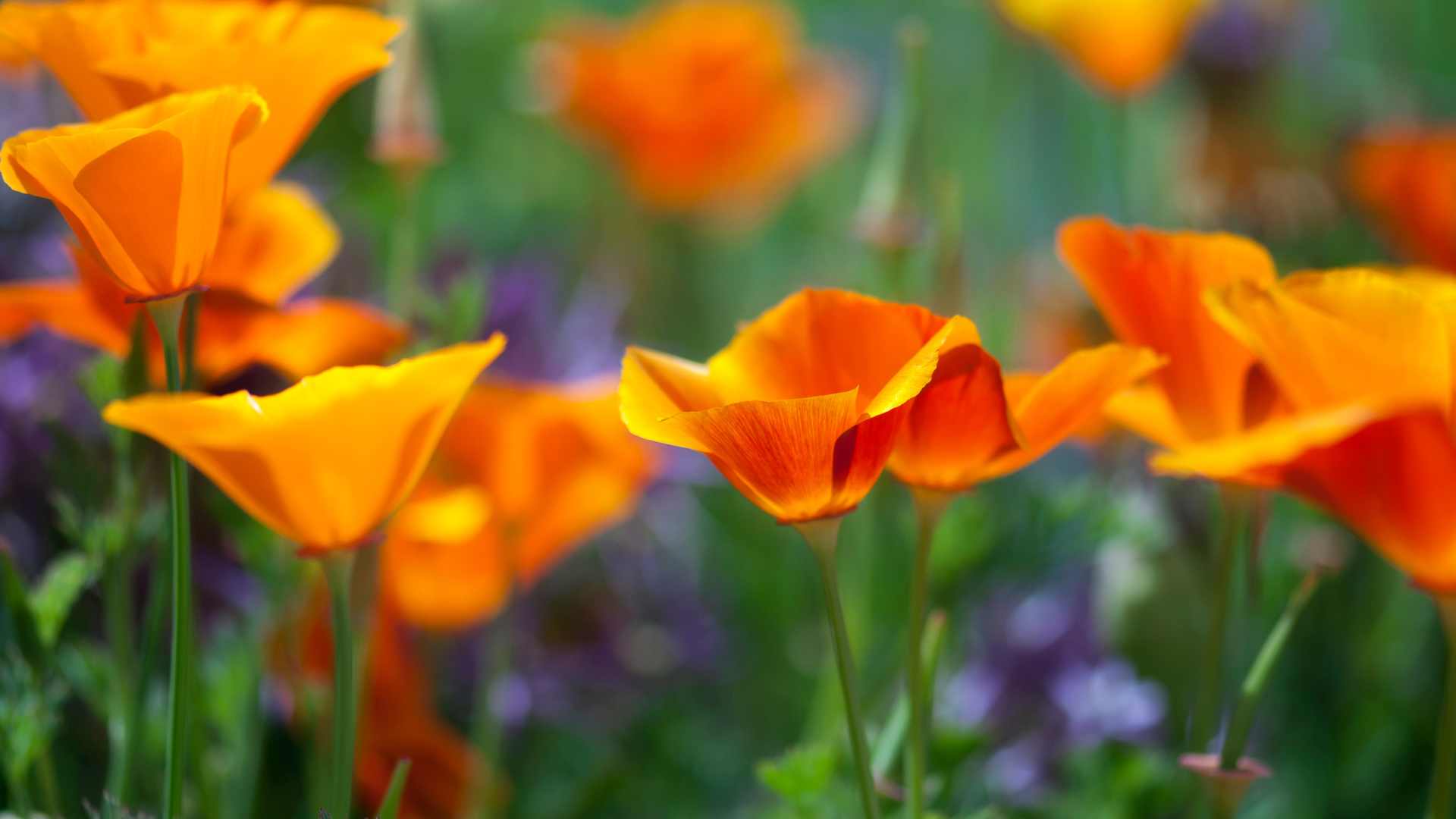 Les effets du pavot de Californie sur le sommeil