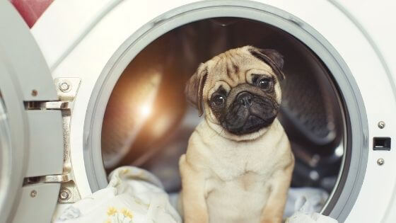 machine_a_laver_avec_chiot