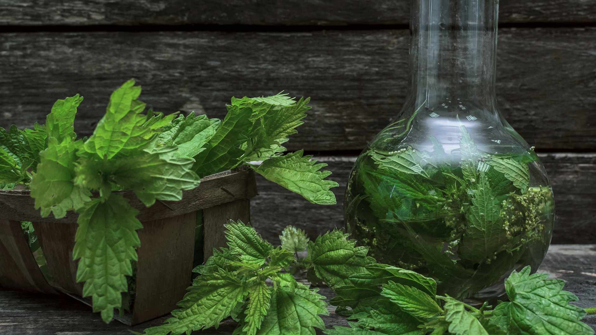 Phytothérapie : comment en tirer parti pour lutter contre les insomnies ?