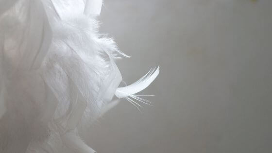 plumes_sur_fond_blanc